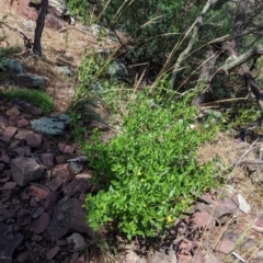 Goodenia ovata at The Rock, NSW - 8 Jan 2022 10:27 AM