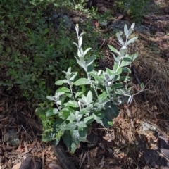 Senecio garlandii (Woolly Ragwort) at The Rock Nature Reserve - 8 Jan 2022 by Darcy