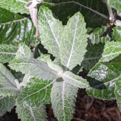 Senecio garlandii at The Rock, NSW - 8 Jan 2022 10:31 AM