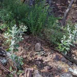 Senecio garlandii at The Rock, NSW - 8 Jan 2022 10:31 AM