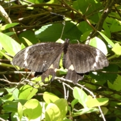 Papilio aegeus (Orchard Swallowtail, Large Citrus Butterfly) at Jerrabomberra, NSW - 8 Jan 2022 by SteveBorkowskis