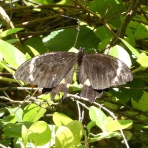 Papilio aegeus at Jerrabomberra, NSW - 8 Jan 2022