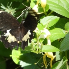 Papilio aegeus at Jerrabomberra, NSW - 8 Jan 2022