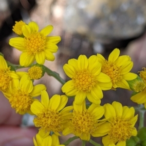 Senecio garlandii at The Rock, NSW - 8 Jan 2022 10:34 AM