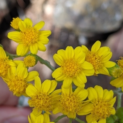 Senecio garlandii (Woolly Ragwort) at The Rock, NSW - 8 Jan 2022 by Darcy