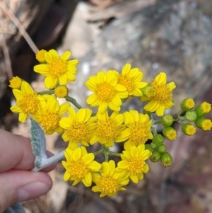 Senecio garlandii at The Rock, NSW - 8 Jan 2022 10:34 AM