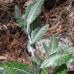 Senecio garlandii at The Rock, NSW - 8 Jan 2022 10:34 AM