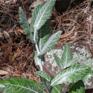 Senecio garlandii at The Rock, NSW - 8 Jan 2022 10:34 AM