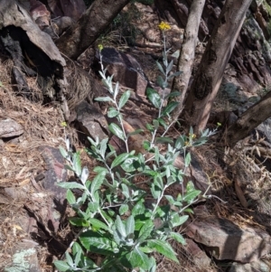 Senecio garlandii at The Rock, NSW - 8 Jan 2022 10:34 AM