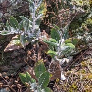 Senecio garlandii at The Rock, NSW - 8 Jan 2022 10:51 AM