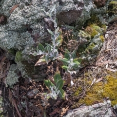 Senecio garlandii at The Rock, NSW - 8 Jan 2022 10:51 AM