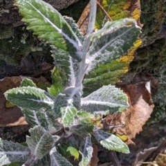 Senecio garlandii at The Rock, NSW - 8 Jan 2022 10:51 AM