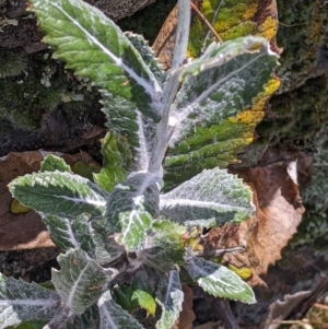 Senecio garlandii at The Rock, NSW - 8 Jan 2022 10:51 AM