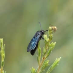 Austroscolia soror (Blue Flower Wasp) at QPRC LGA - 7 Jan 2022 by Steve_Bok