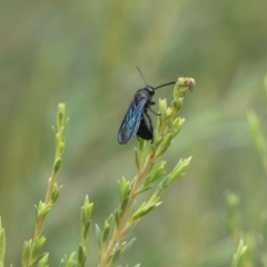 Austroscolia soror at Googong, NSW - 8 Jan 2022 10:52 AM