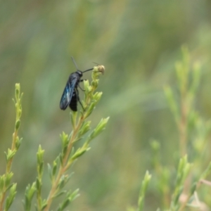 Austroscolia soror at Googong, NSW - 8 Jan 2022 10:52 AM