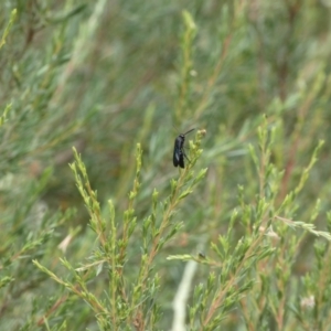 Austroscolia soror at Googong, NSW - 8 Jan 2022 10:52 AM