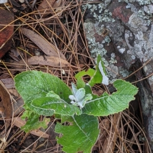 Senecio garlandii at The Rock, NSW - 8 Jan 2022