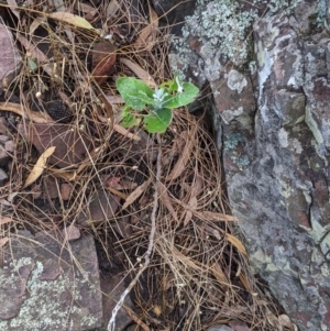 Senecio garlandii at The Rock, NSW - 8 Jan 2022 11:00 AM