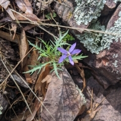 Isotoma axillaris (Australian Harebell, Showy Isotome) at The Rock, NSW - 8 Jan 2022 by Darcy