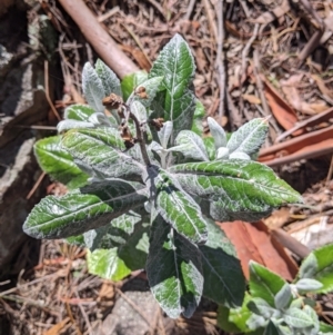Senecio garlandii at The Rock, NSW - 8 Jan 2022 11:08 AM
