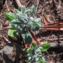 Senecio garlandii at The Rock, NSW - 8 Jan 2022 11:08 AM