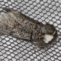 Oenosandra boisduvalii (Boisduval's Autumn Moth) at Mount Clear, ACT - 17 Dec 2021 by AlisonMilton