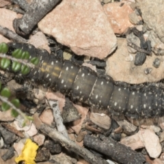 Oenosandra boisduvalii at Mount Clear, ACT - 17 Dec 2021 01:33 PM