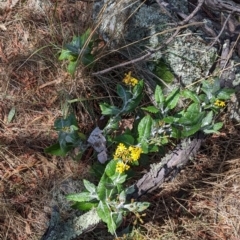 Senecio garlandii (Woolly Ragwort) at The Rock Nature Reserve - 8 Jan 2022 by Darcy