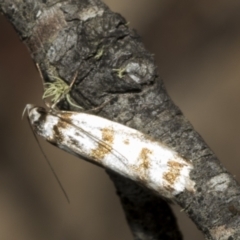 Philobota impletella Group (A concealer moth) at Namadgi National Park - 17 Dec 2021 by AlisonMilton