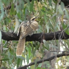 Eudynamys orientalis (Pacific Koel) at Jerrabomberra, NSW - 8 Jan 2022 by SteveBorkowskis