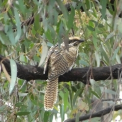 Eudynamys orientalis at Jerrabomberra, NSW - 8 Jan 2022 09:42 AM