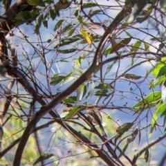 Caligavis chrysops (Yellow-faced Honeyeater) at The Rock Nature Reserve - Kengal Aboriginal Place - 8 Jan 2022 by Darcy