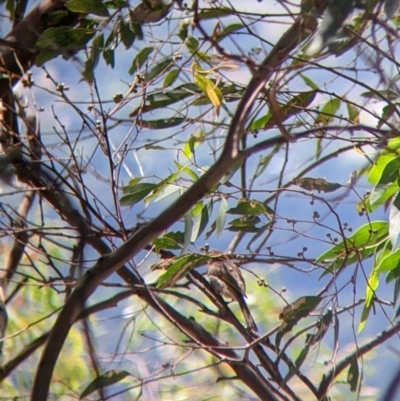 Caligavis chrysops (Yellow-faced Honeyeater) at The Rock, NSW - 8 Jan 2022 by Darcy