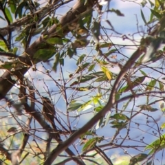 Caligavis chrysops at The Rock, NSW - 8 Jan 2022