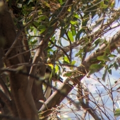 Caligavis chrysops at The Rock, NSW - 8 Jan 2022