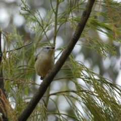 Pardalotus punctatus (Spotted Pardalote) at Googong, NSW - 8 Jan 2022 by SteveBorkowskis