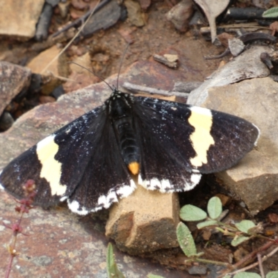 Eutrichopidia latinus (Yellow-banded Day-moth) at Googong, NSW - 8 Jan 2022 by SteveBorkowskis