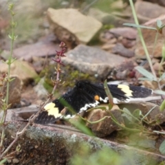 Eutrichopidia latinus at Googong, NSW - 8 Jan 2022