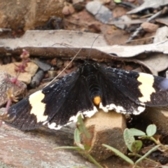 Eutrichopidia latinus at Googong, NSW - 8 Jan 2022