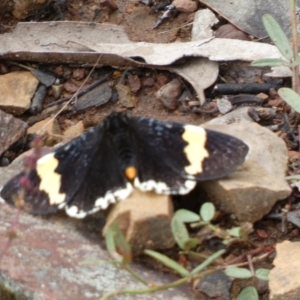 Eutrichopidia latinus at Googong, NSW - 8 Jan 2022