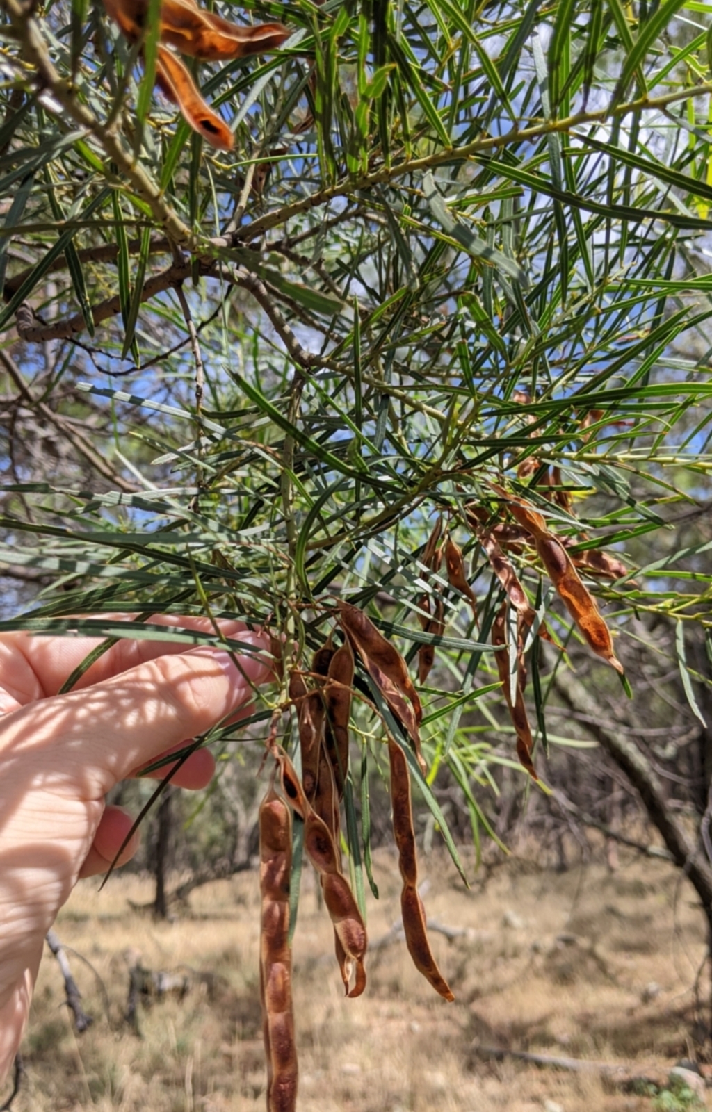 Acacia doratoxylon at The Rock, NSW - 8 Jan 2022