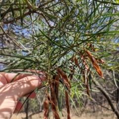 Acacia doratoxylon (Currawang) at The Rock, NSW - 8 Jan 2022 by Darcy