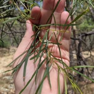 Acacia doratoxylon at The Rock, NSW - 8 Jan 2022 11:23 AM