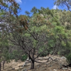 Acacia doratoxylon at The Rock, NSW - 8 Jan 2022 11:23 AM