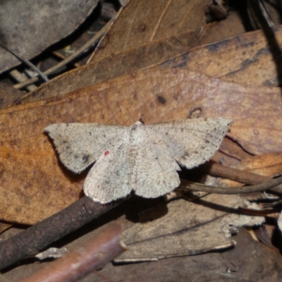 Taxeotis intextata (Looper Moth, Grey Taxeotis) at Jerrabomberra, NSW - 8 Jan 2022 by SteveBorkowskis