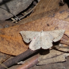 Taxeotis intextata at Jerrabomberra, NSW - 8 Jan 2022 12:00 PM