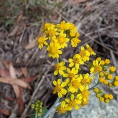 Senecio garlandii (Woolly Ragwort) at The Rock, NSW - 8 Jan 2022 by Darcy