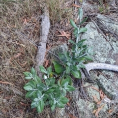 Senecio garlandii at The Rock, NSW - 8 Jan 2022 11:32 AM