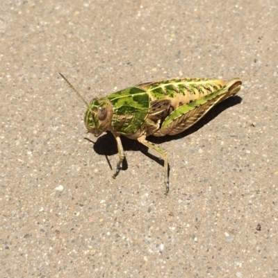 Perunga ochracea (Perunga grasshopper, Cross-dressing Grasshopper) at Gang Gang at Yass River - 12 Dec 2021 by JonLewis